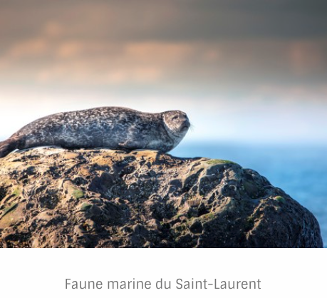 Faune marine du Saint-Laurent